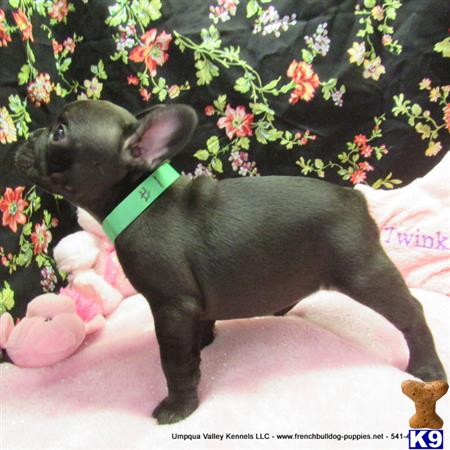 umpquavalleykennels Picture 3